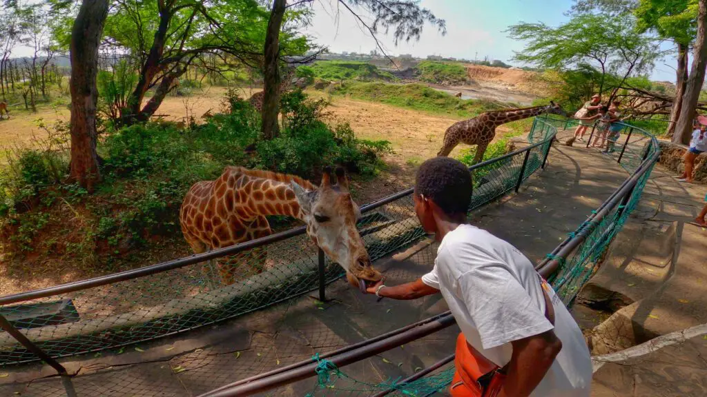A man feeding a giraffe at Haller Park in Mombasa