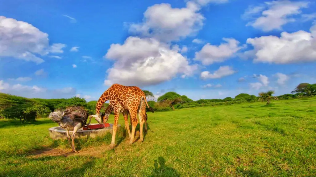Giraffes and ostrich eating 