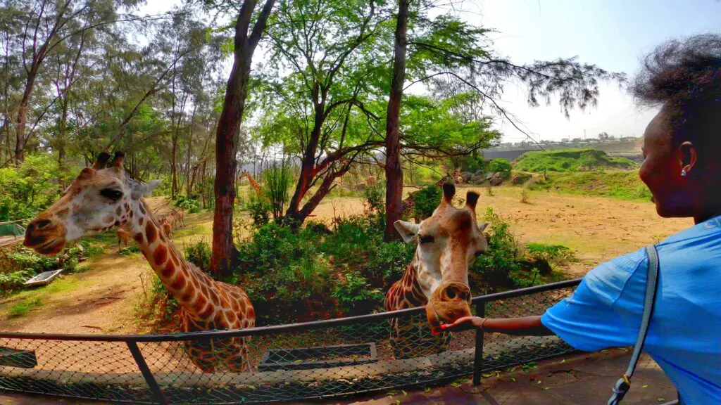 A girl feeding giraffes at Haller Park in Mombasa during feeding times