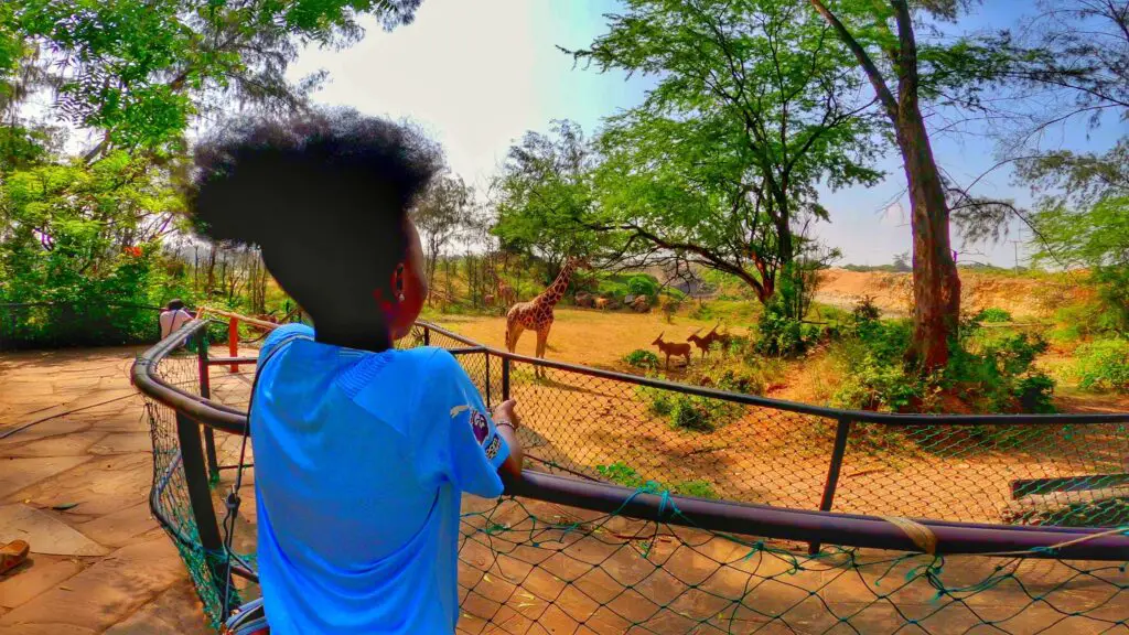 A girl looking at a giraffe at Haller Park and oryxes