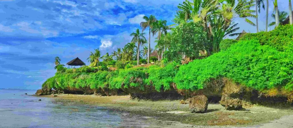 Coral reefs with palm trees at the shore 