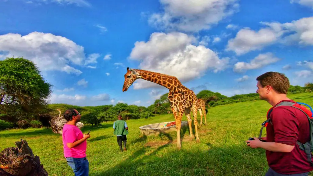 People looking at giraffes at Nguuni Nature Sanctuary in Mombasa at Bamburi Kiembeni