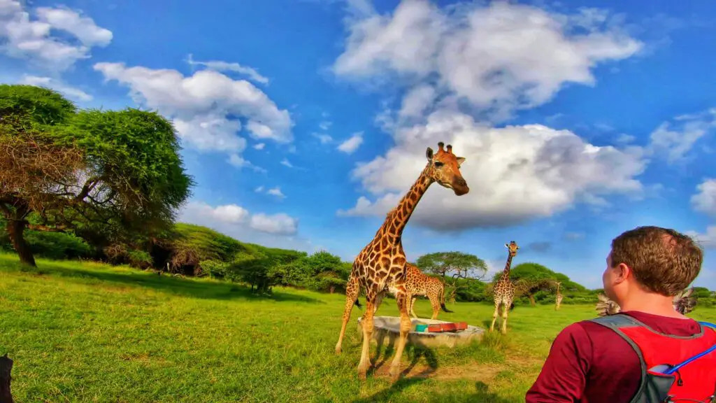 A man looking at a giraffe