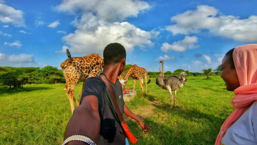 Taking selfie with giraffes and ostrich at Nguuni Nature Sanctuary in Mombasa 