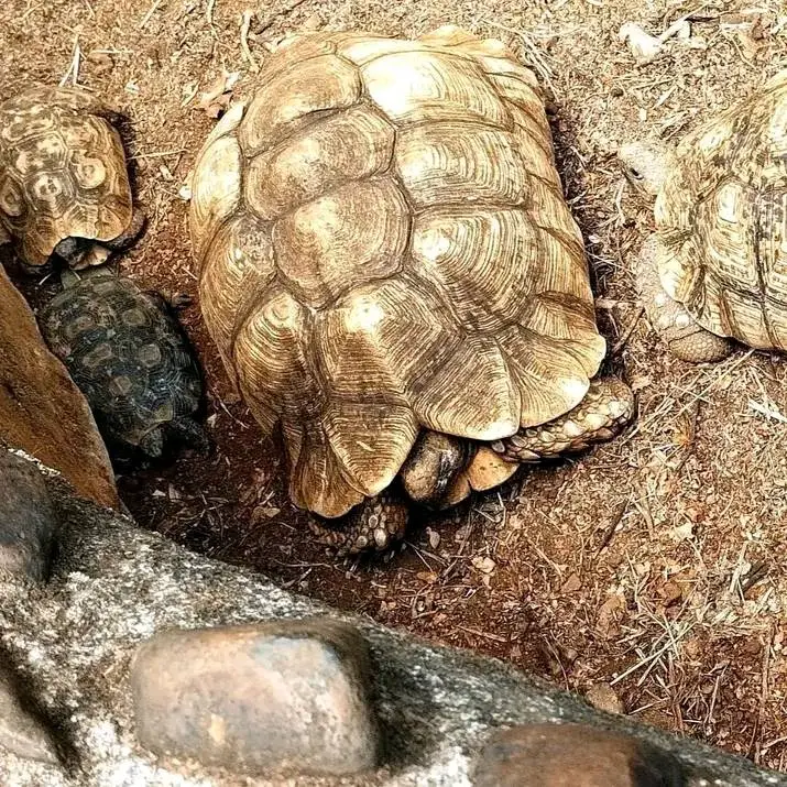 A tortoise at Poa Place Resort