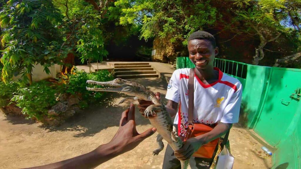 Holding a crocodile at Mama village