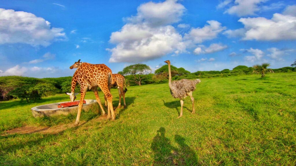 Giraffes and ostrich eating at feeding point in Nguuni Nature Sanctuary 