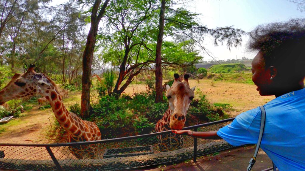 A woman feeding a giraffe at Haller Park 