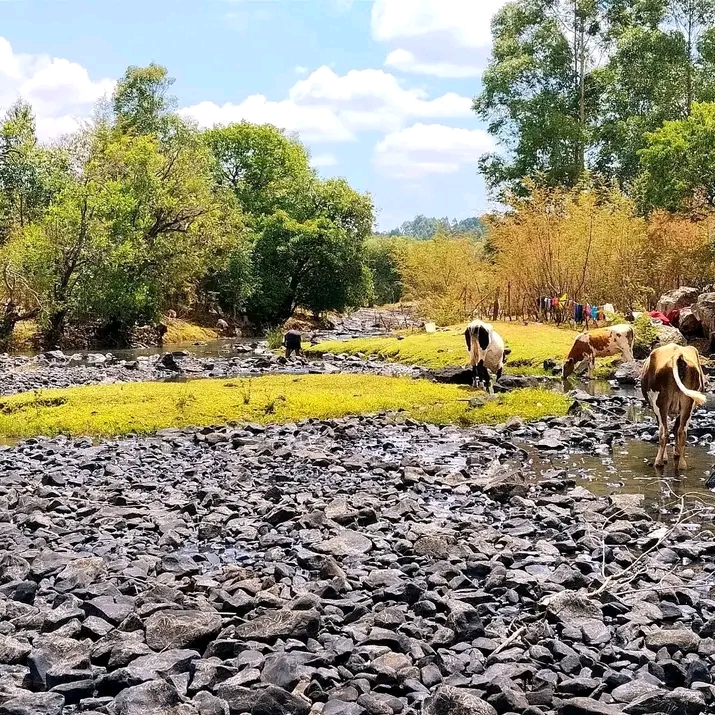 Black pebble at river Kipkaren near Chepkiit Falls