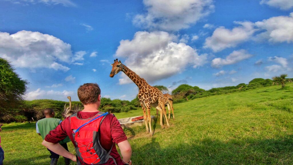 Man looking at a giraffe at Nguuni Nature Sanctuary 