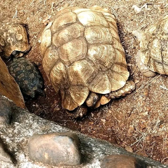 Tortoises shot at Poa Place Resort in Eldoret